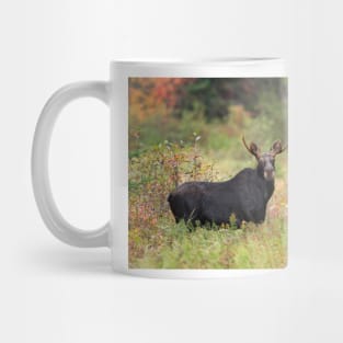 Young Moose - Algonquin Park, Canada Mug